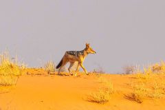 2023-07-Kgalagadi-8-164