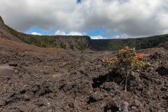 2022-03-Big-Island-Volcanos-NP-206