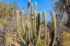 2023-05-La-Campana-NP-18-Pano