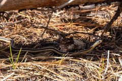 2022-10-Lassen-Volcanic-NP-002