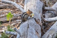 2022-10-Lassen-Volcanic-NP-007