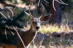 2022-10-Lassen-Volcanic-NP-114