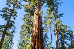 2022-10-Yosemite-NP-254-Pano