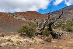 2022-03-Big-Island-Mauna-Kea-13