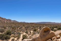 2022-04-Joshua-tree-NP-224-Pano