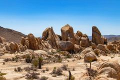 2022-04-Joshua-tree-NP-273