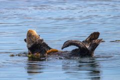 2022-10-Big-Sur-317