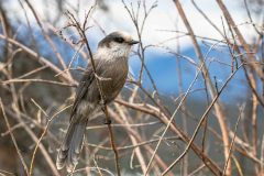 2022-08-Wrangell-St.-Elias-NP-118