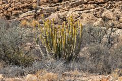 2023-08-Naukluft-Mountain-Zebra-Park-163