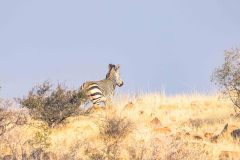 2023-08-Naukluft-Mountain-Zebra-Park-115