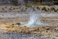 2022-06-Yellowstone-164