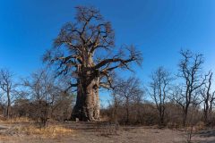 2023-10-Makgadagadi-Pan-261-Pano