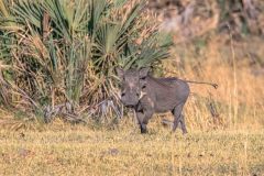 2023-10-Okavango-Delta-171