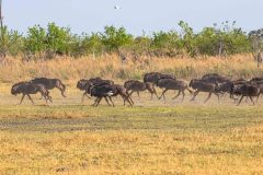 2023-10-Okavango-Delta-194