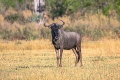 2023-10-Okavango-Delta-202