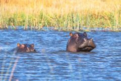 2023-10-Okavango-Delta-226