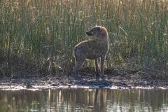 2023-10-Okavango-Delta-362