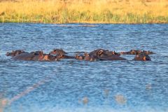 2023-10-Okavango-Delta-394