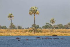 2023-10-Okavango-Delta-396