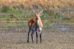 2023-10-Okavango-Delta-411