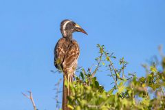 2023-10-Okavango-Delta-074