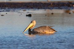 2023-10-Okavango-Delta-107