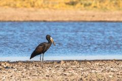 2023-10-Okavango-Delta-184