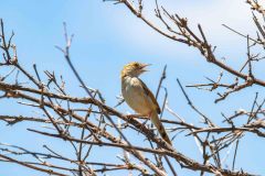 2023-10-Okavango-Delta-306