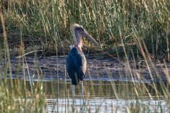 2023-10-Okavango-Delta-351