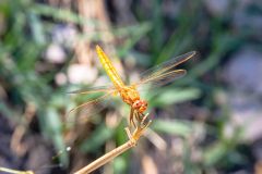 2023-10-Okavango-Delta-023