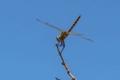 2023-10-Okavango-Delta-034