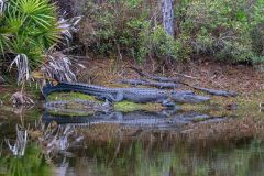 2022-11-Okefenokee-NWR-04