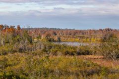 2022-11-Okefenokee-NWR-23