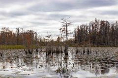 2022-11-Okefenokee-NWR-42