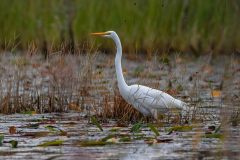 2022-11-Okefenokee-NWR-50