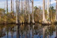 2022-11-Okefenokee-NWR-59