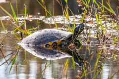 2022-11-Okefenokee-NWR-64