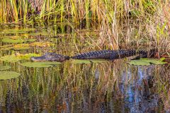 2022-11-Okefenokee-NWR-65