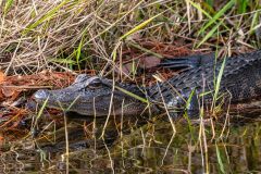 2022-11-Okefenokee-NWR-71