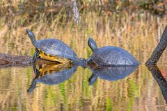 2022-11-Okefenokee-NWR-74