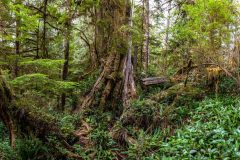 2022-09-Pacific-Rim-NP-062-Pano