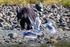 2022-09-Pacific-Rim-NP-252