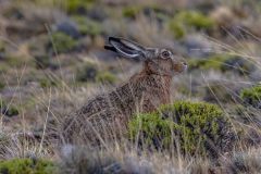 2023-03-Perito-Moreno-NP-527