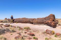 2022-05-Petrified-Forest-NP-013