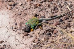 2022-05-Petrified-Forest-NP-034