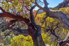 2022-10-Pinnacles-NP-172