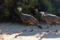 2022-10-Pinnacles-NP-004