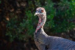 2022-10-Pinnacles-NP-005