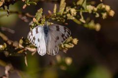 2022-10-Pinnacles-NP-027