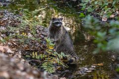 2022-10-Pinnacles-NP-040